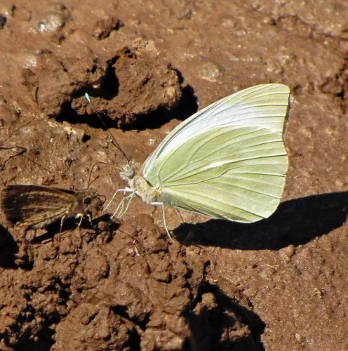 Great Southern White - photo 6