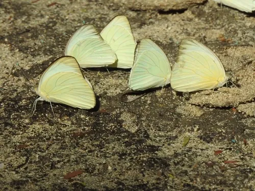 Great Southern White - photo 7