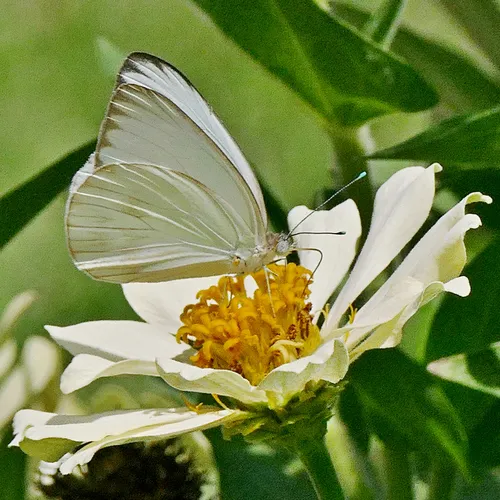Great Southern White - photo 8