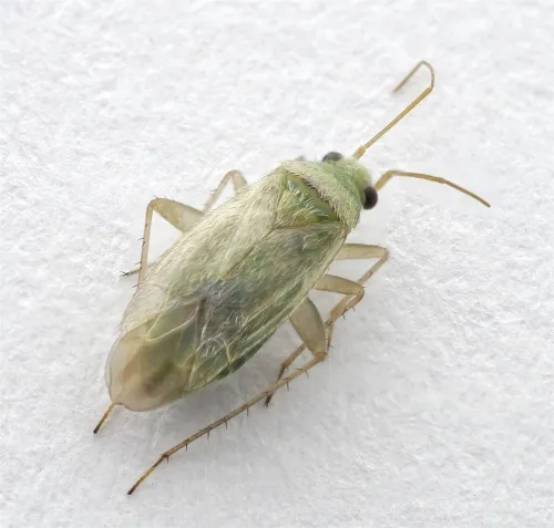 Asciodema obsoleta