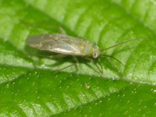 Asciodema obsoleta - photo 2