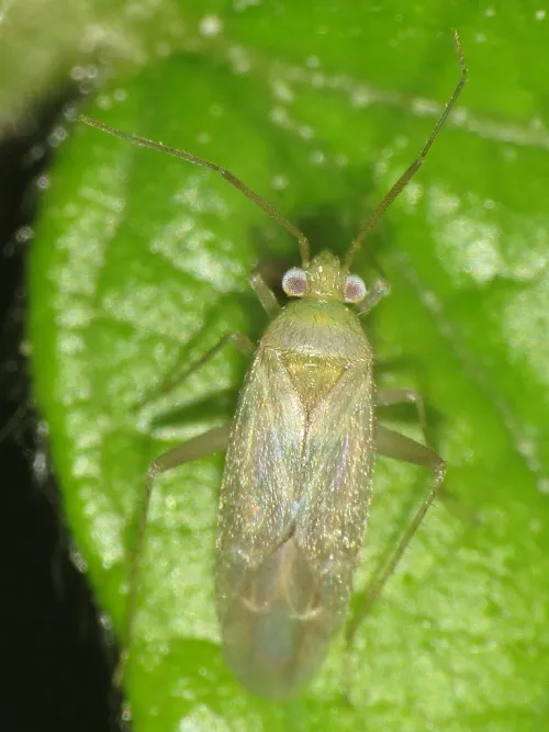 Asciodema obsoleta - photo 3