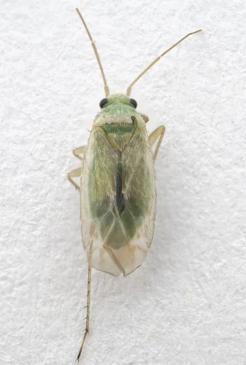 Asciodema obsoleta - photo 4