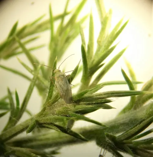 Asciodema obsoleta - photo 5
