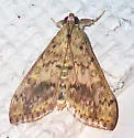 Bougainvillea Caterpillar Moth - Hodges#5267 - Asciodes quietalis