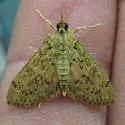 Bougainvillea Caterpillar Moth - Hodges#5267 - photo 2