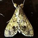 Bougainvillea Caterpillar Moth - Hodges#5267 - photo 3