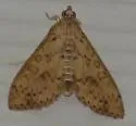 Bougainvillea Caterpillar Moth - Hodges#5267 - photo 4
