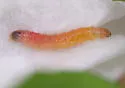 Bougainvillea Caterpillar Moth - Hodges#5267 - photo 5