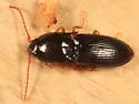Ascoliocerus sanborni