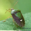 Ascra bifida
