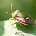 Ascra bifida - photo 2