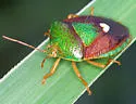 Ascra bifida - photo 3