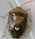 Ascra bifida - photo 5