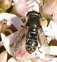 Asemosyrphus polygrammus
