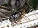 Asemosyrphus polygrammus - photo 2