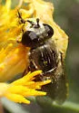 Asemosyrphus polygrammus - photo 3