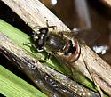 Asemosyrphus polygrammus - photo 4