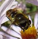 Asemosyrphus polygrammus - photo 5
