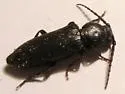 Asemum caseyi - photo 2