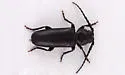 Asemum nitidum