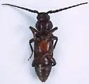 Asemum nitidum - photo 3
