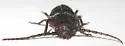Asemum nitidum - photo 4