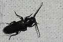 Asemum nitidum - photo 5