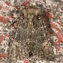 Rusty Shoulder Knot Moth - Hodges#9532
