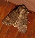 Rusty Shoulder Knot Moth - Hodges#9532 - photo 2