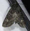 Rusty Shoulder Knot Moth - Hodges#9532 - photo 4