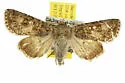 Aseptis catalina - Hodges#9528