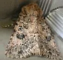 Aseptis catalina - Hodges#9528 - photo 2