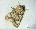 Aseptis catalina - Hodges#9528 - photo 3