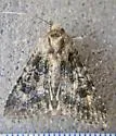 Aseptis catalina - Hodges#9528 - photo 4