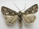 Aseptis characta - Hodges#9543 - photo 3