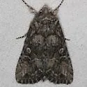 Aseptis characta - Hodges#9543 - photo 4