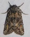 Aseptis characta - Hodges#9543 - photo 5