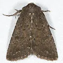 Aseptis ethnica - Hodges#9531