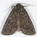 Aseptis ethnica - Hodges#9531 - photo 2