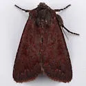 Aseptis ethnica - Hodges#9531 - photo 3