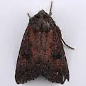 Aseptis ethnica - Hodges#9531 - photo 4