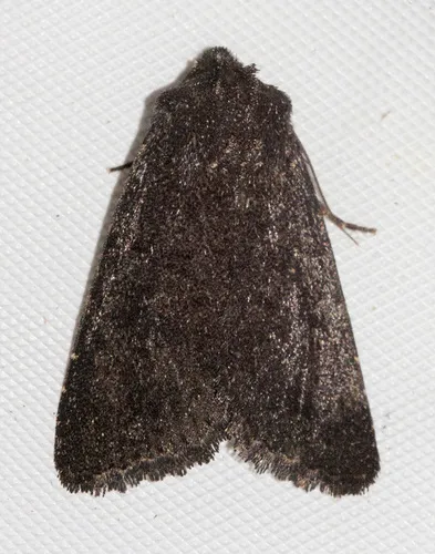 Aseptis fanatica - Hodges#9531.1