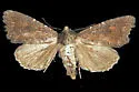 Aseptis ferruginea - Hodges#9531.2 - photo 2