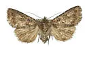 Aseptis fumeola - Hodges#9530