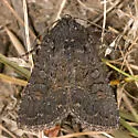 Aseptis fumosa - Hodges#9527