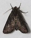 Aseptis fumosa - Hodges#9527 - photo 3