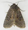Aseptis fumosa - Hodges#9527 - photo 4