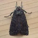 Aseptis fumosa - Hodges#9527 - photo 5