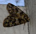 Aseptis lichena - Hodges#9574
